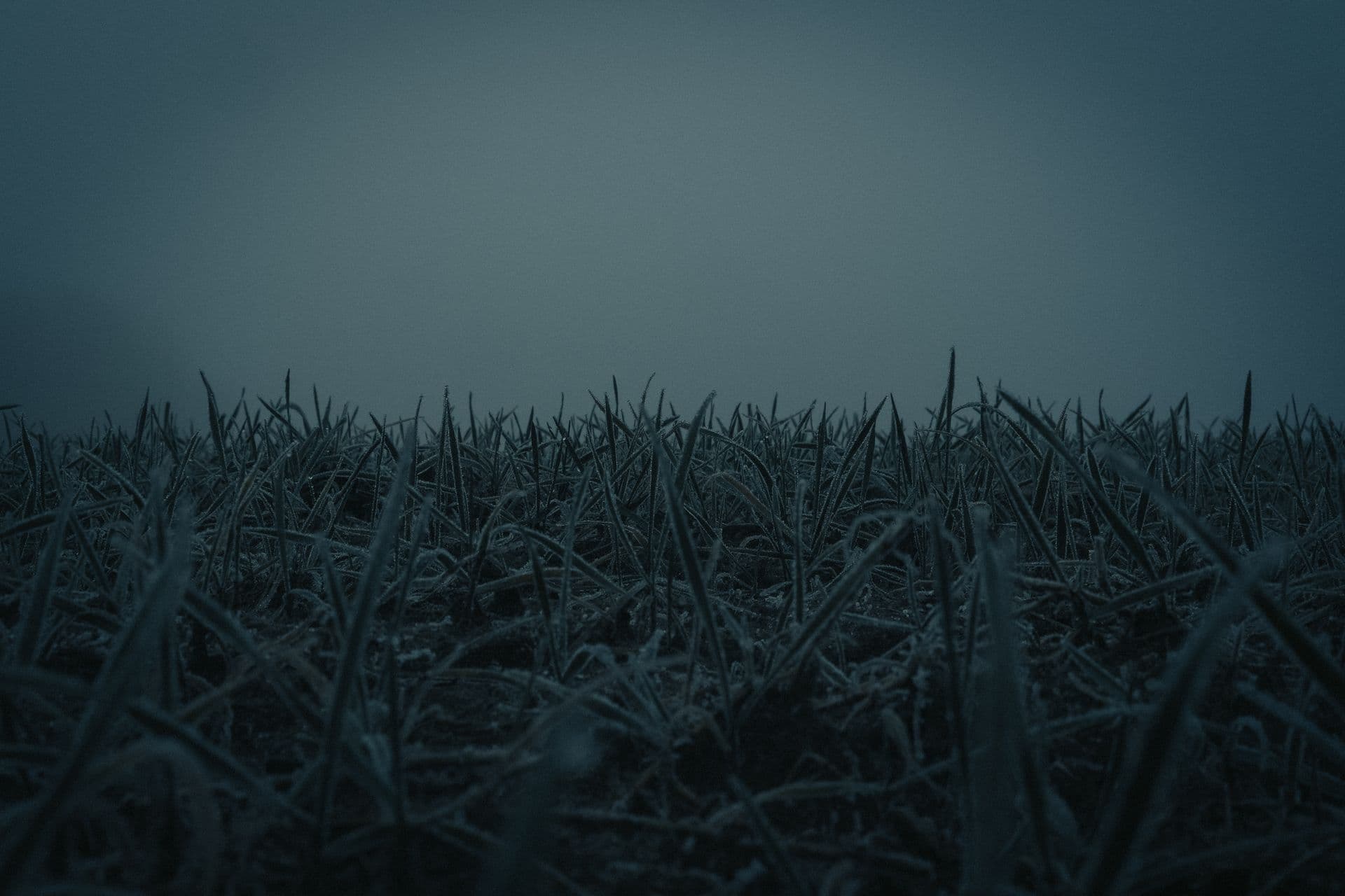 A dark, frost-touched field fading into mist at dusk, evoking the uncleared scrubland beyond the Ariel School playground