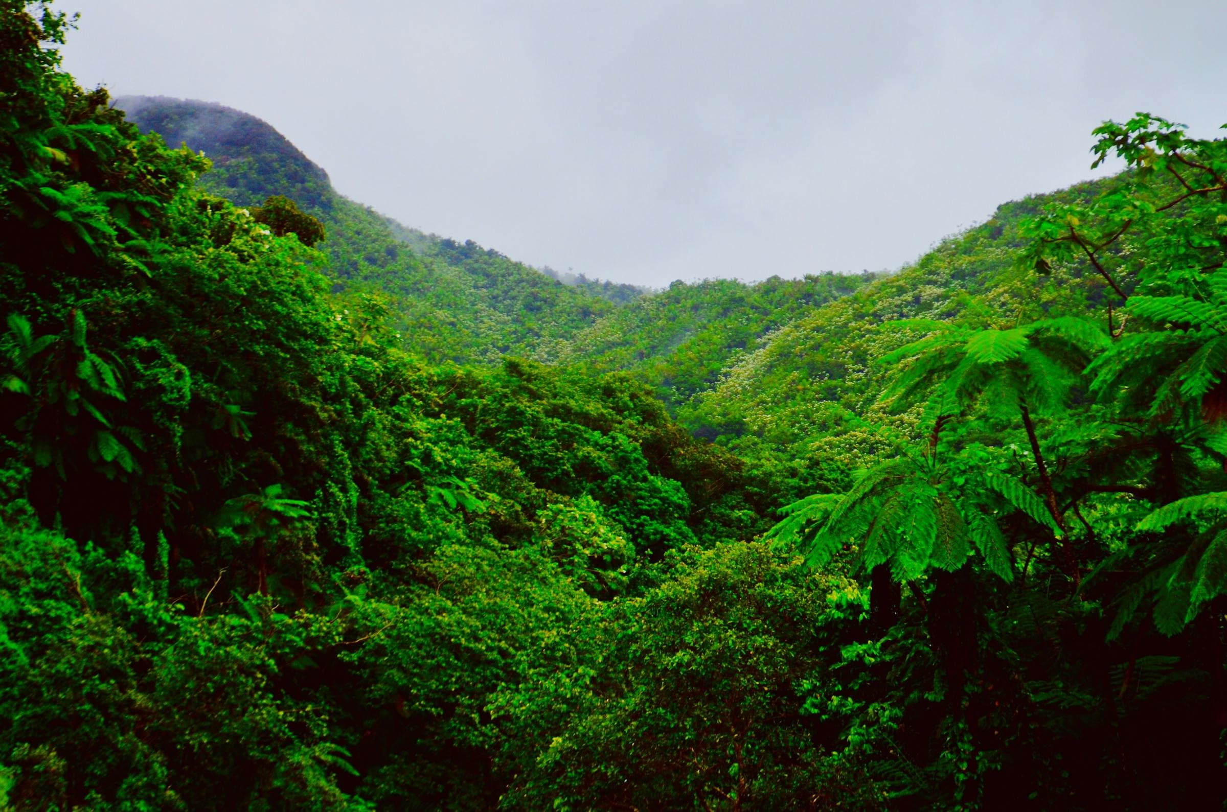 Foggy rainforest mountains of El Yunque in Puerto Rico, where the Chupacabra was first reported