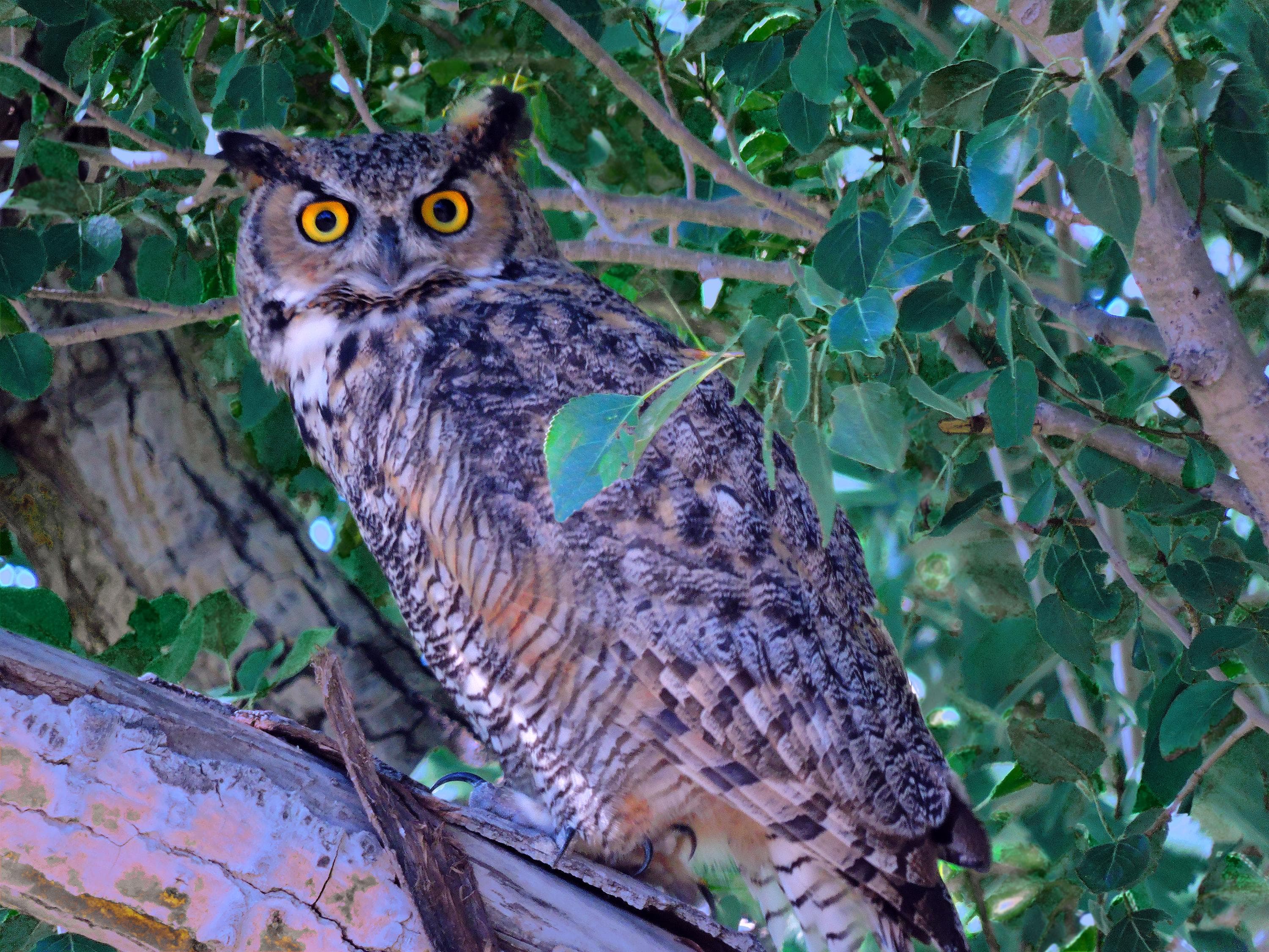 A great horned owl at dusk, its wide eyes catching the last light over open country