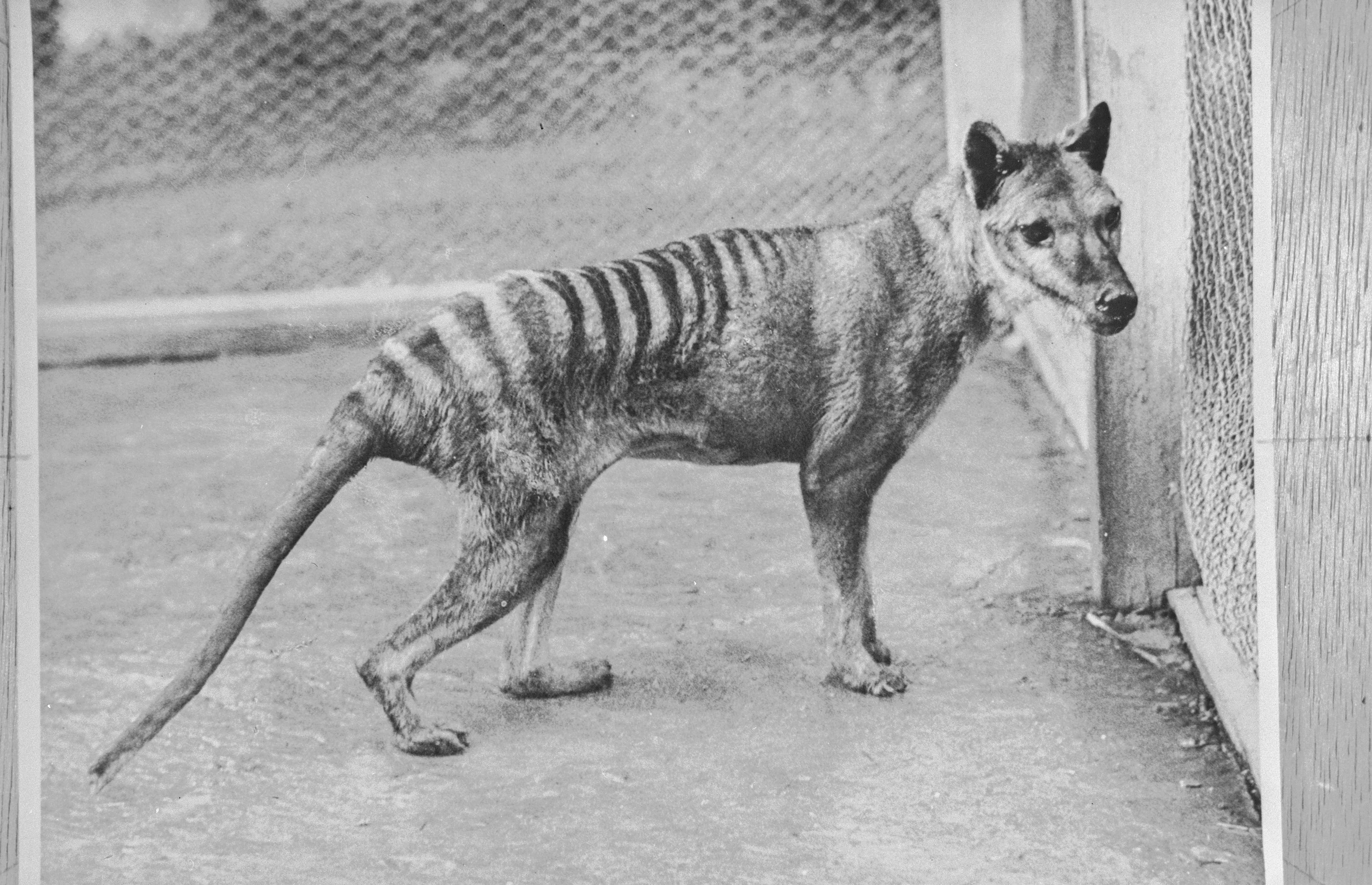 The last known thylacine photographed at Beaumaris Zoo, Hobart, in 1936