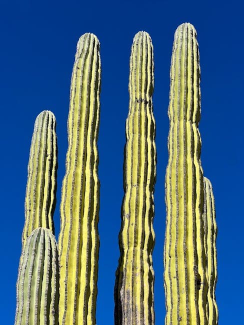 The Zone of Silence: Mexico's Desert Where Radio Waves Go to Die