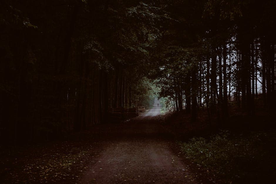 Dark forest pathway creating a mysterious and eerie atmosphere similar to Rendlesham Forest