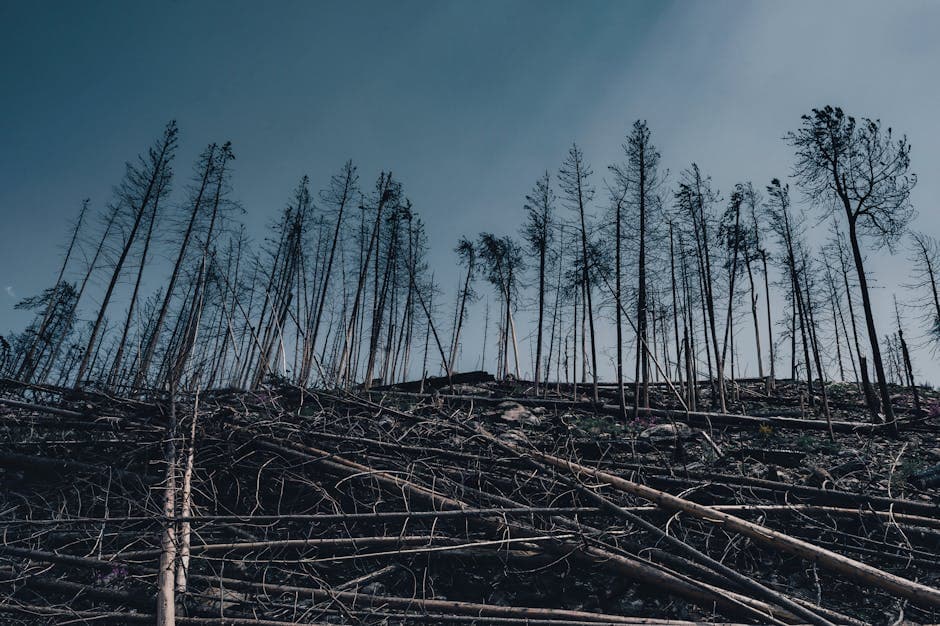 An eerie burnt forest landscape with fallen trees under a clear sky, reminiscent of the devastation at Tunguska